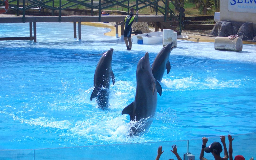 Los Alumnos de Educación Infantil de 4 años visitan Selwo Marina