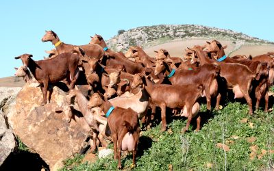 Alumnos del Primer Ciclo de Primaria visitan el Museo de la Cabra Malagueña
